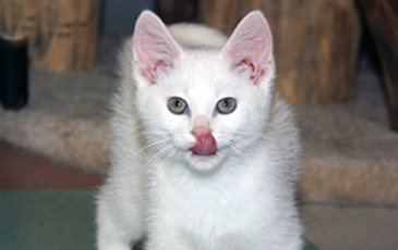 White Cat